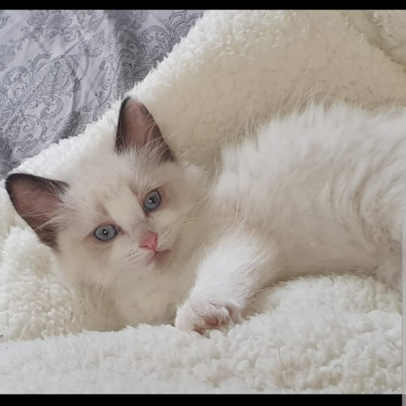 Meet your Posher, Jennifer - Picture 6 of 8